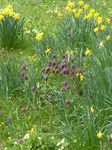 FZ004540 Snake's head fritillary (Fritillaria meleagris) and Daffodills (narcissus).jpg